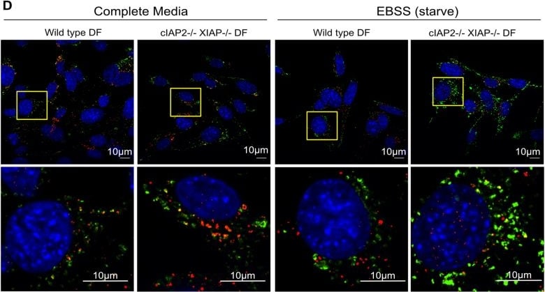LC3B Antibody - BSA Free