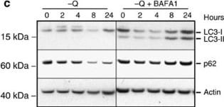 LC3B Antibody - BSA Free