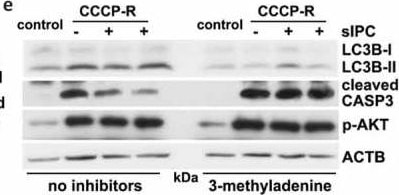 LC3B Antibody - BSA Free