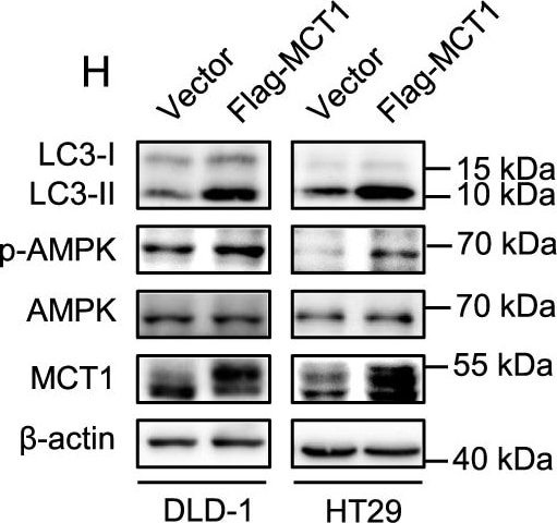 LC3B Antibody - BSA Free