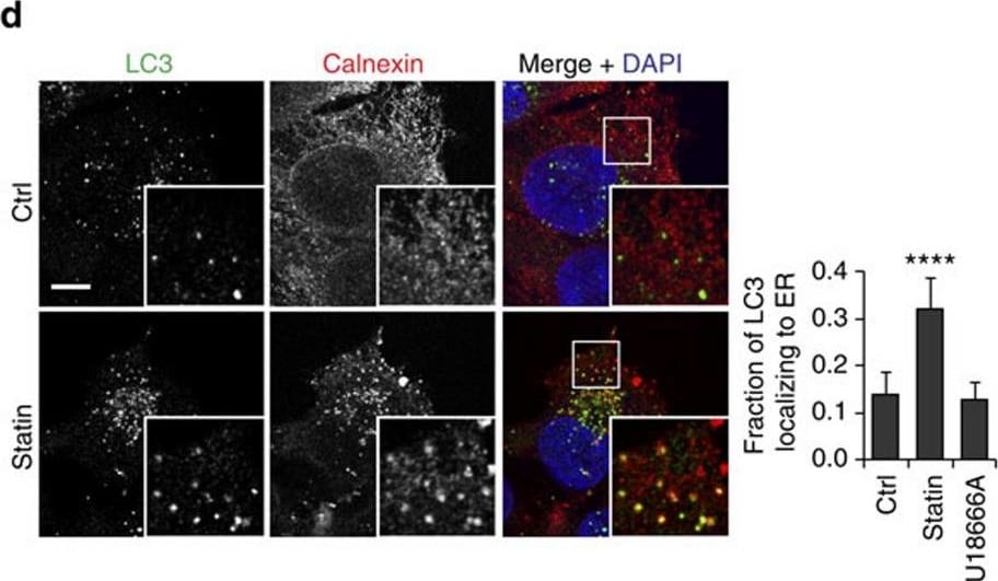 LC3B Antibody - BSA Free