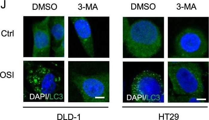 LC3B Antibody - BSA Free
