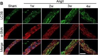 LC3B Antibody - BSA Free