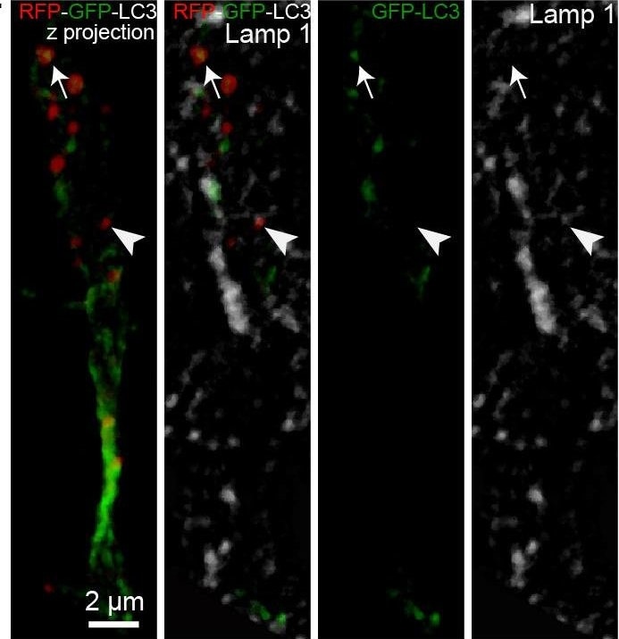 LC3B Antibody - BSA Free