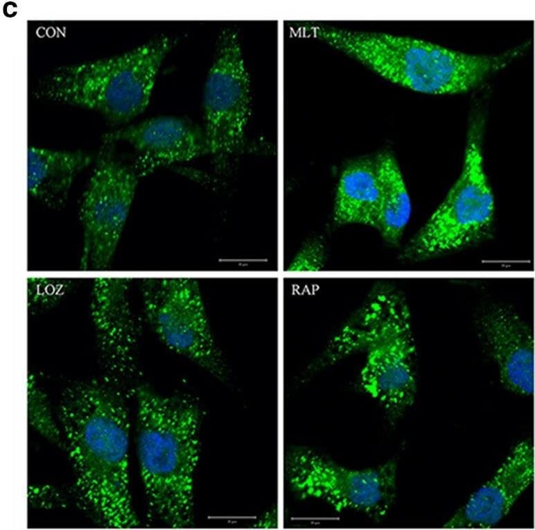 LC3B Antibody - BSA Free