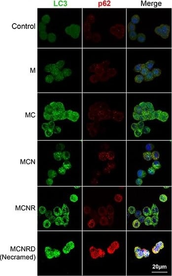 LC3B Antibody - BSA Free