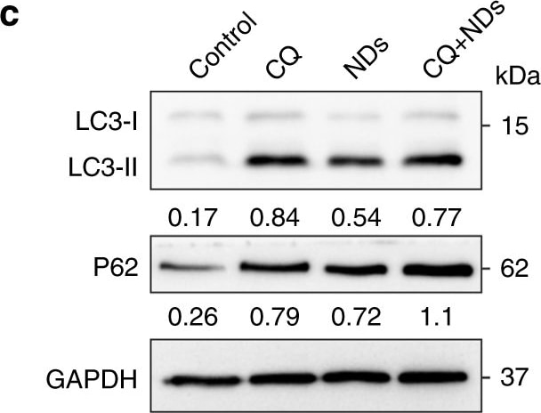 LC3B Antibody - BSA Free