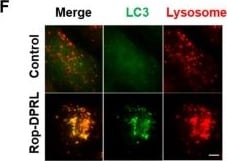 LC3B Antibody - BSA Free