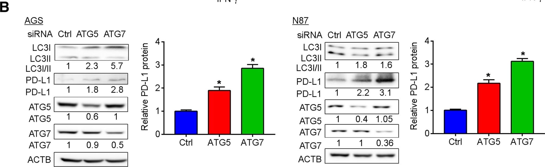 LC3B Antibody - BSA Free
