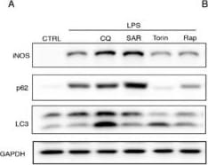 LC3B Antibody - BSA Free
