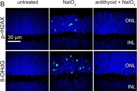 Histone H2AX [p Ser139] Antibody