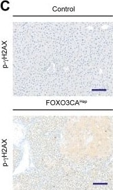 Histone H2AX [p Ser139] Antibody