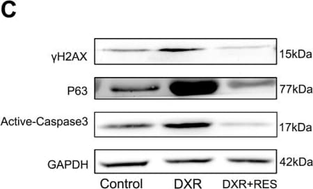 Histone H2AX [p Ser139] Antibody