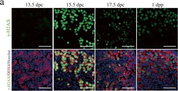 Histone H2AX [p Ser139] Antibody