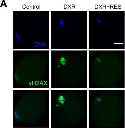 Histone H2AX [p Ser139] Antibody