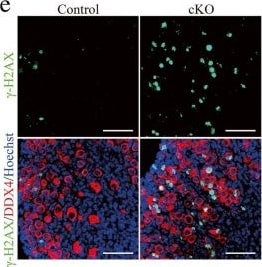 Histone H2AX [p Ser139] Antibody