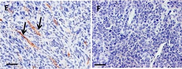 CD31/PECAM-1 Antibody