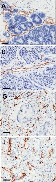 CD31/PECAM-1 Antibody