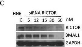 BMAL1 Antibody