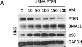BMAL1 Antibody