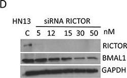 BMAL1 Antibody