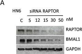 BMAL1 Antibody