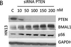 BMAL1 Antibody