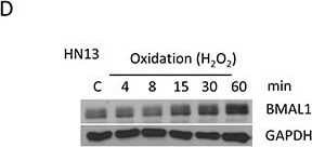 BMAL1 Antibody