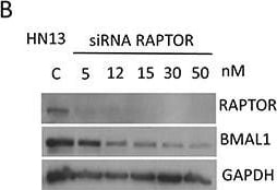 BMAL1 Antibody