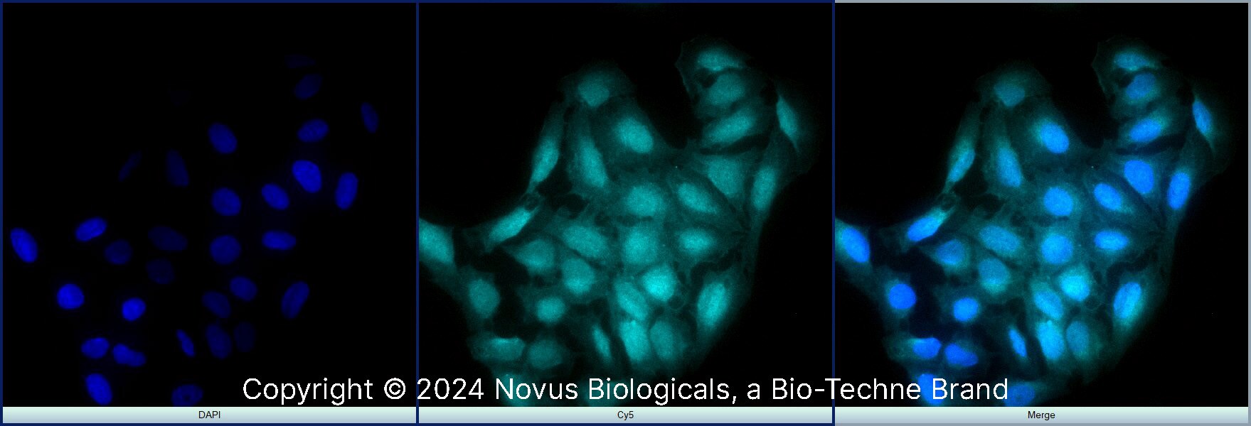 BMAL1 Antibody [Alexa Fluor® 647]