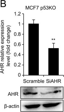 AHR Antibody - BSA Free