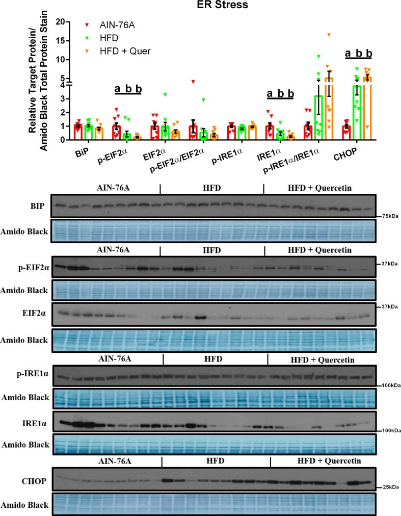 IRE1 alpha [p Ser724] Antibody - BSA Free