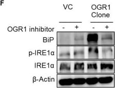 IRE1 alpha [p Ser724] Antibody - BSA Free