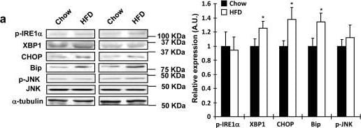 IRE1 alpha [p Ser724] Antibody - BSA Free