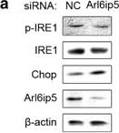 IRE1 alpha [p Ser724] Antibody - BSA Free
