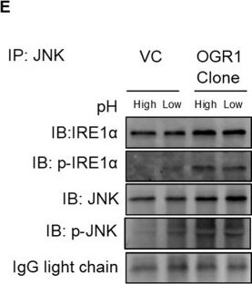 IRE1 alpha [p Ser724] Antibody - BSA Free