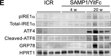 IRE1 alpha [p Ser724] Antibody - BSA Free