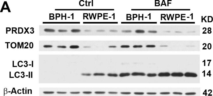 LC3A Antibody - BSA Free