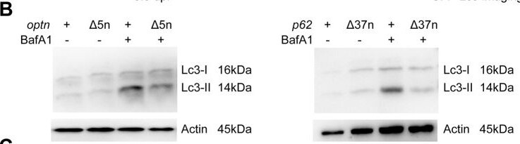 LC3A Antibody - BSA Free