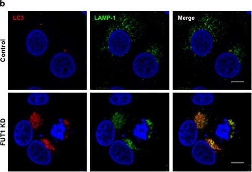 LC3A Antibody - BSA Free