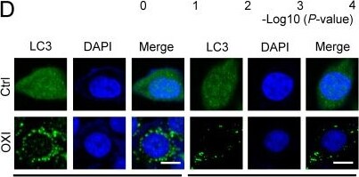 RFC4 Antibody - BSA Free