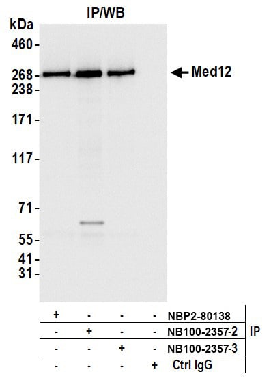 MED12 Antibody