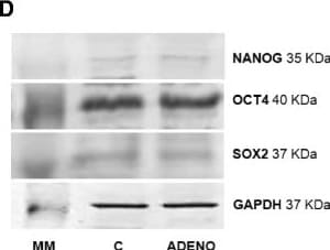 OCT4 Antibody - BSA Free