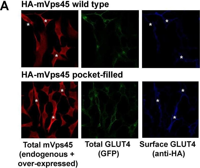 VPS45 Antibody
