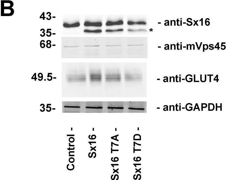 VPS45 Antibody