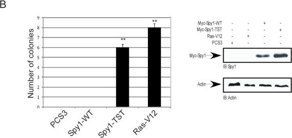 Speedy/Ringo Antibody
