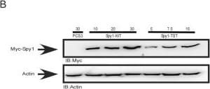 Speedy/Ringo Antibody