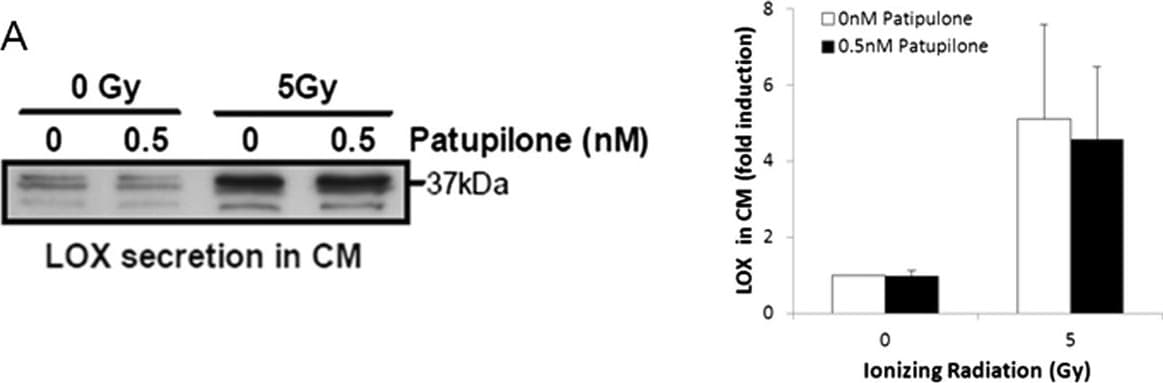 LOX Antibody