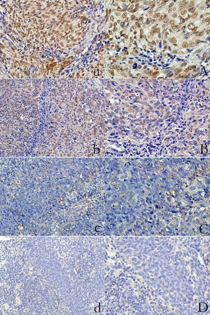 LOX Antibody - BSA Free