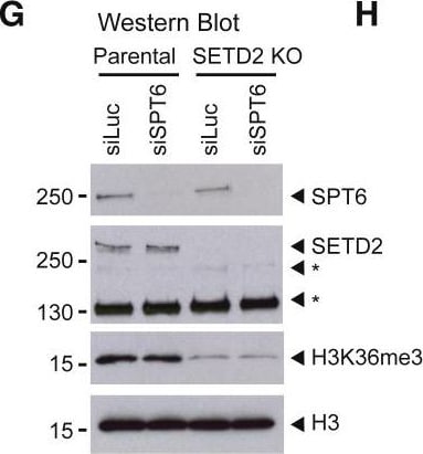 Spt6 Antibody